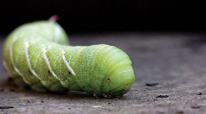 a green hornworm
